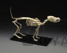 Canine Small Professional​ Skeleton Model